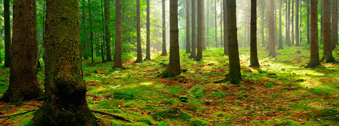 PEFC rilascia il primo standard per i servizi ecosistemici