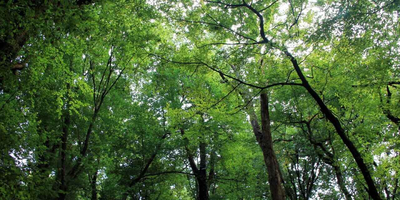 Nasce il Bosco Fedrigoni, 1.530 piante autoctone regalate alla comunità