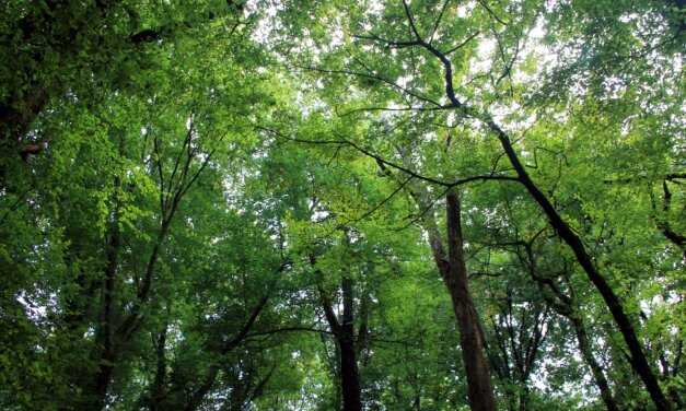 Nasce il Bosco Fedrigoni, 1.530 piante autoctone regalate alla comunità