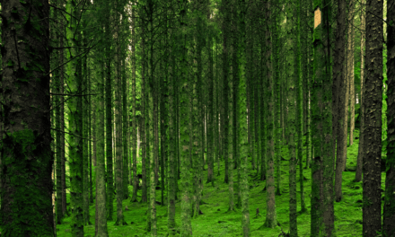 Al lavoro sul Regolamento Europeo per combattere la deforestazione