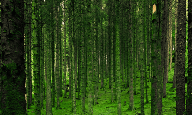 Al lavoro sul Regolamento Europeo per combattere la deforestazione