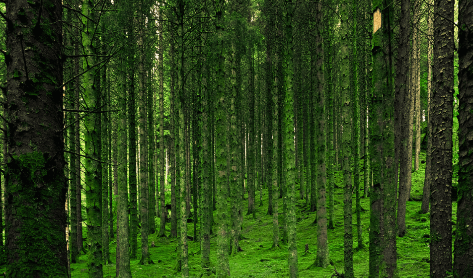 Al lavoro sul Regolamento Europeo per combattere la deforestazione