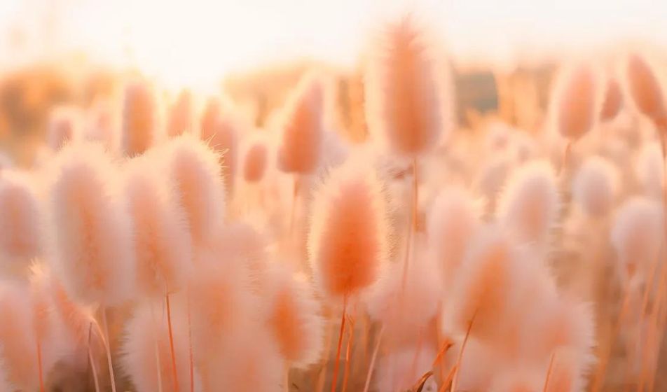 Peach Fuzz 13-1023, il colore del 2024