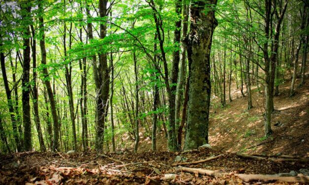 Assocarta, Lucart e Sofidel celebrano la Giornata Internazionale delle Foreste