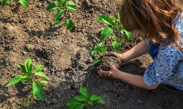 Canon leader di sostenibilità: lo conferma il report IDC MarketScape