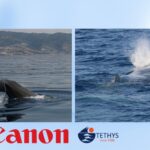 Canon e Istituto Tethys: 15 anni di impegno nella protezione della fauna marina