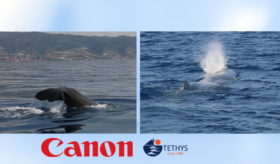 Canon e Istituto Tethys: 15 anni di impegno nella protezione della fauna marina